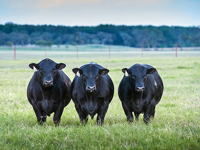 Walmart&#039;s new Prime Pursuits program is focused not only on Black Angus but specifically on 44 Farms&#039; genetics. (Photo 44 Farms)